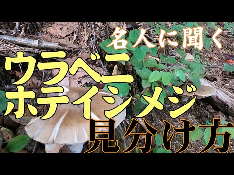 芝生にキノコが出てきたけど誰だろう?