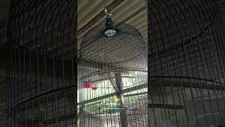 Download lagu 𝚂𝚘𝚐𝚘𝚗 𝚖𝚊𝚝𝚎𝚛𝚒 𝚋𝚛𝚎𝚗 𝚌𝚒𝚋𝚕𝚎𝚔 mp3