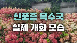 좋은 품종에서 좋은 정원이 탄생합니다. 신품종 목수국을 강조할 수 밖에 없는 이유
