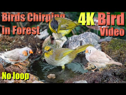 Cat TV | Dog TV! 4HRS of Soothing Birdbath with Birds Chirping for Separation Anxiety, No Loop! A149