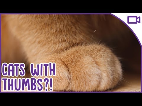 Cats with THUMBS?! - Polydactyl Cats and How it Happens!