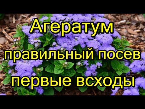#Агератум. Правильный посев семян. Первые всходы.