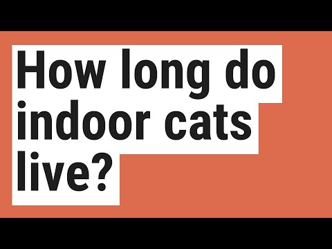 How long do indoor cats live?