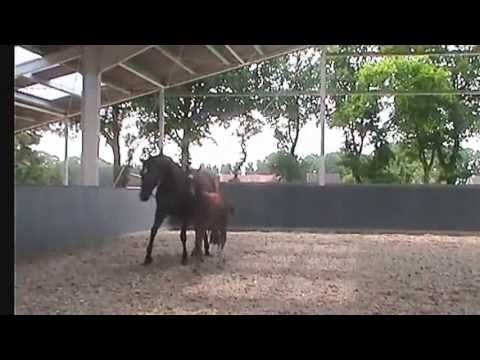 Surprice x Sunny-Boy Hengstfohlen