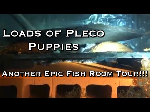 Epic Fish Room Tour of Pleco Breeder from Europe ApistoKillifish - Elias and his Amazing Fish Room!!