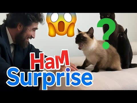 Merv Gets a BIG Surprise She Did NOT Expect 😳🐈 ft. @honestbabelincoln