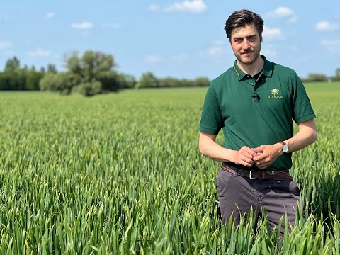 Feldexkursion 234: Ährenbehandlung im Getreide