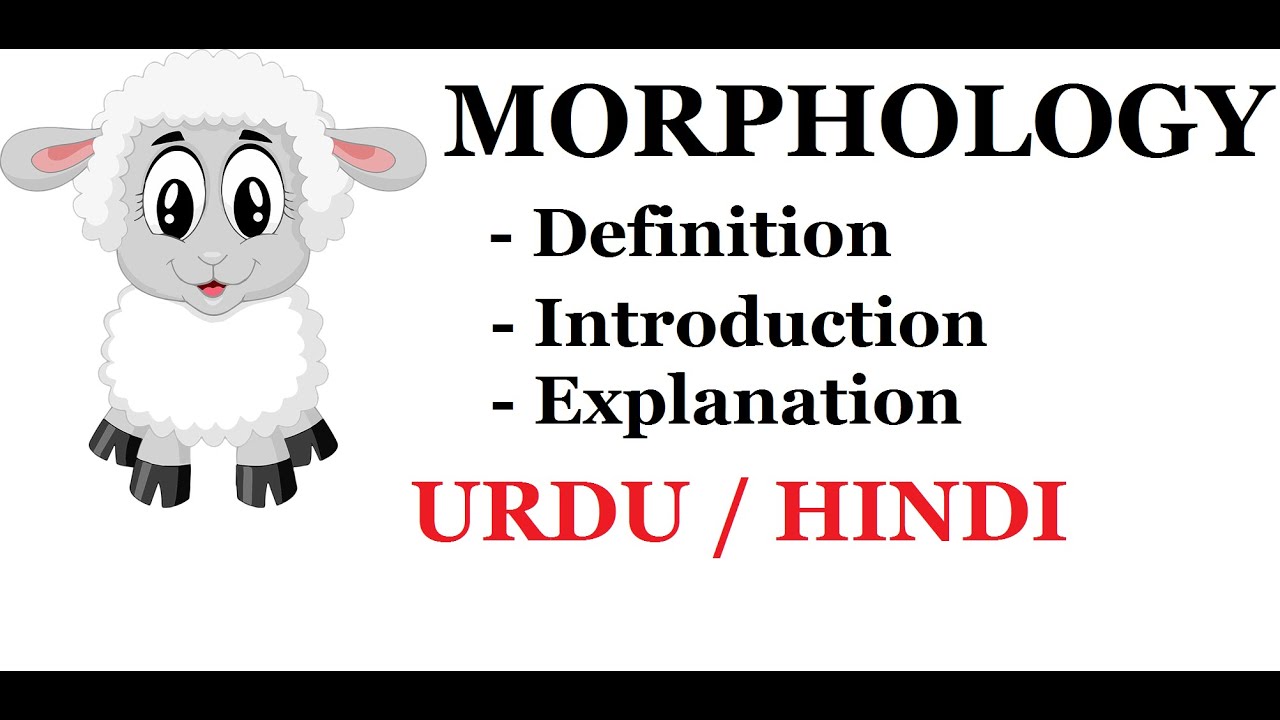 Putar video Apa Itu Morfologi Dalam Biologi sekarang Apa Itu Morfologi Dalam Biologi