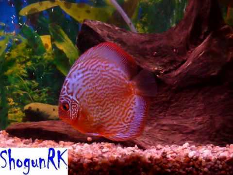 Discus fish (Disco Turquesa Azul) coridoras aeneus Tetra Neon cardenal 2