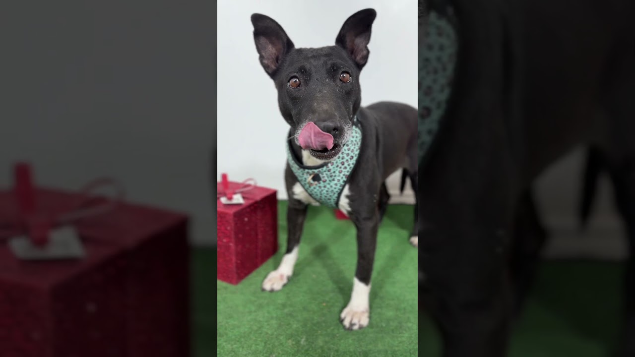 Enlarge Becca-One of our Amazing Rescue Dogs, a Adoptable mixed breed in Sparks, NV video 2/2