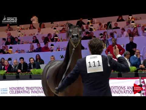 N.111 WADEE AL SHAQAB - Paris 2017 - Senior Stallions (Class CM6A)