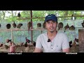 कालीज पालेर ७ महिनामै ३५ लाखको ब्यापार ||  Pheasant Farming in Nepal || Rabilal
