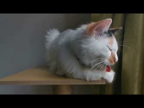 Bored cat selfgrooming 🐈🏡