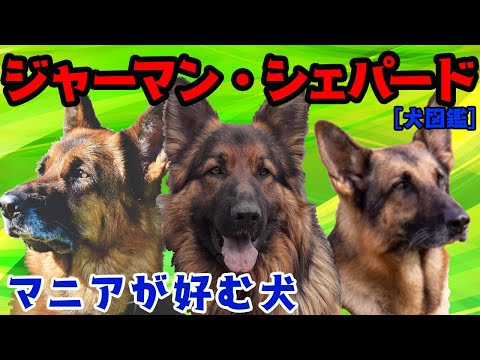 ジャーマンシェパードの種類