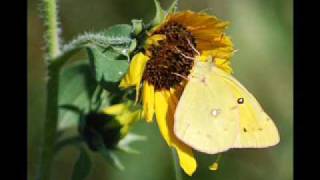 Kraenk di net - Jazz Gitti