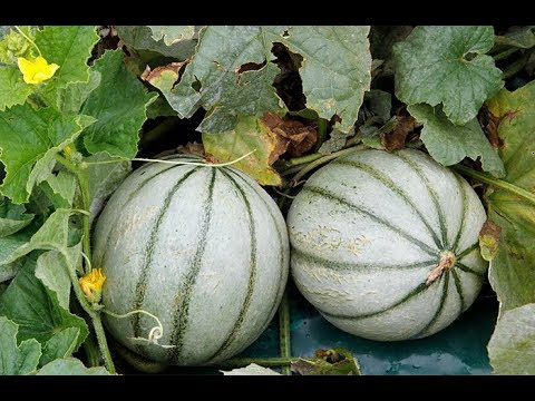 , title : 'TOUT SAVOIR SUR LE MELON, BIEN LE SEMER ET LE PLANTER'