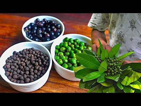 Jamaican Pimento: The Allspice Journey from Harvesting to Culinary Uses
