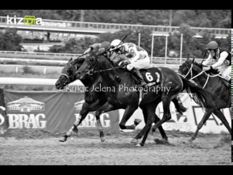 Beogradski hipodrom, 08/07/2018... trka "Majestic Hotel"