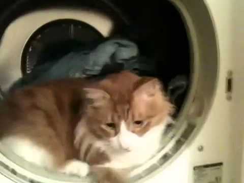 Menashe the cat in a dryer