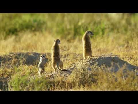 5K African Wildlife   Virtual Trip to Kgalagadi Transfrontier Park, South Africa   1 Hour Video