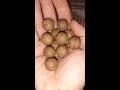 Self Made 154 Combinare Gli Ingredienti Lievito E Pesce