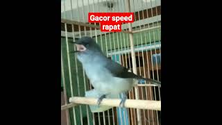 Download lagu murai air gacor speed rapat❗ mp3