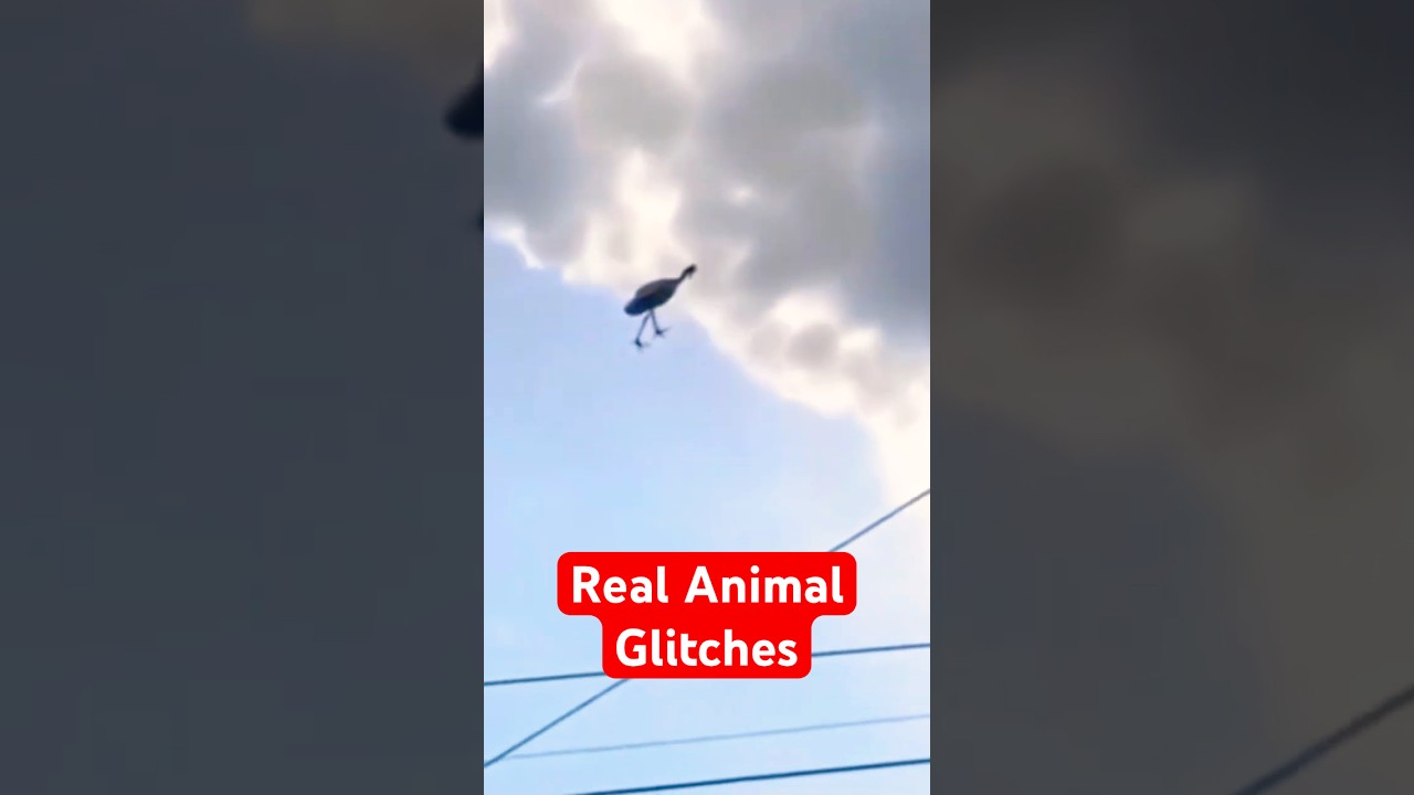 10 Nature Glitches That Actually Exist!