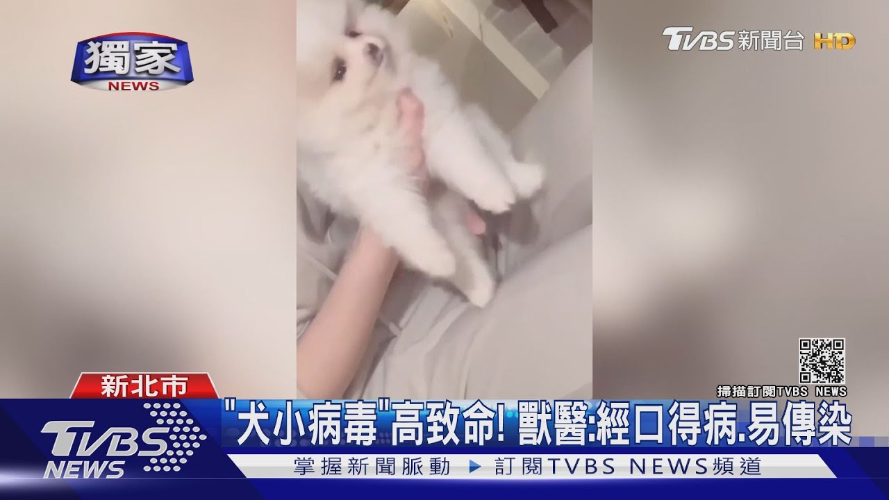 幼犬買回6天死亡！　飼主怒控寵物店疑賣病狗