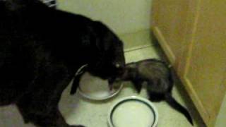 Philadelphia and Jailbird