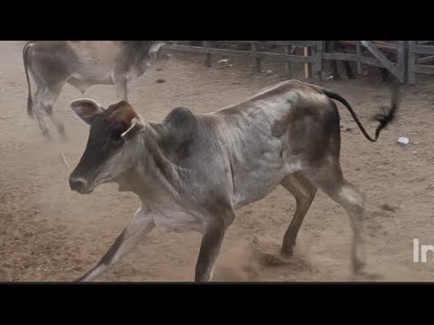 Feira do gado de cachoeirinha Pernambuco Brasil 11/12/2025