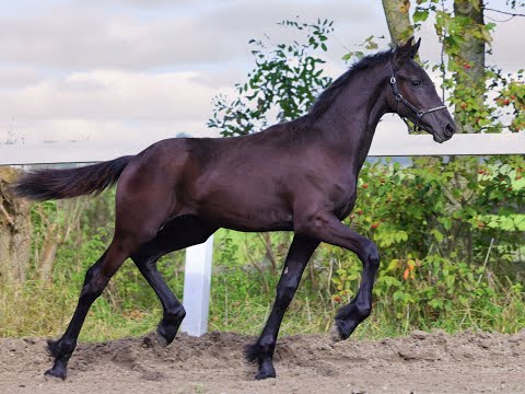 Stal Okkema's Tije - Haitse x Thomas - Colt - 2022