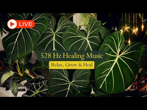 🔴 LIVE 🌱 528 Hz Miracle Frequency – Powerful Healing Music for Plants & People | Relax, Grow & Heal