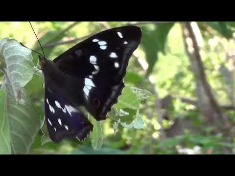 Das Wunder het mi Vater, dr Schöpfer gmacht