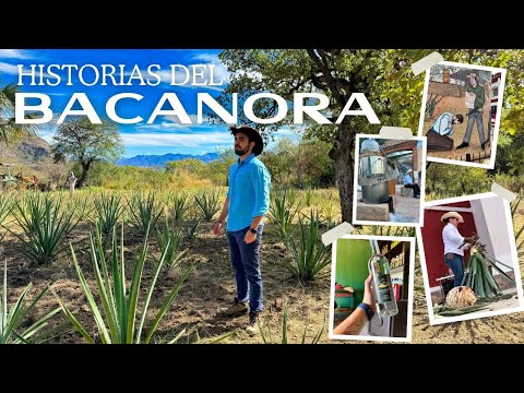 El Bacanora la bebida emblematica de Sonora, visitando Arivechi y Sahuaripa