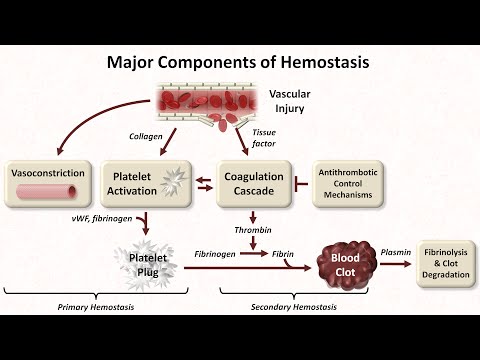 Hemostasis: Lesson 1 - An Introduction