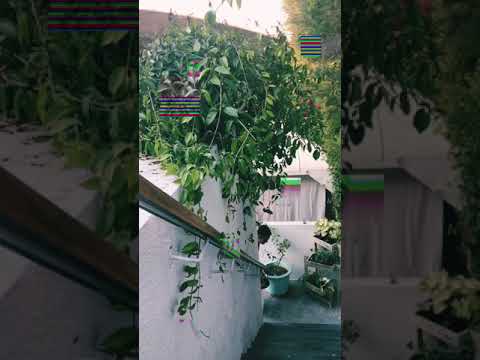 Fly away-Dawa 24|lyrics Below|MUST WATCH|