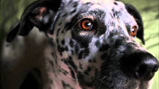 Isle of Twins - Dalmatians & Winter & Trap (Demo)