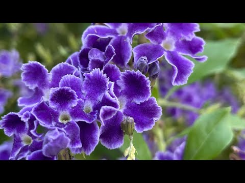 نبيهه يزبك و اغابي - لما لا / Lima La - Nabiha Yezbeck ft. Agapée