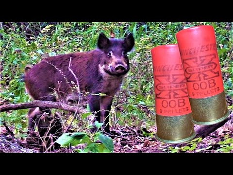 BUCKSHOT DROPS WILD HOG! 12 GAUGE SHOTGUN!