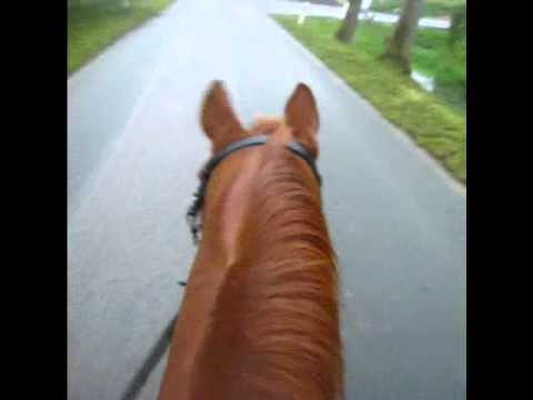 Mein Traumpferd. Vorm Schlachter gerettet. Unsere Fortschritte :)