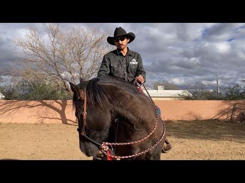 AZHT: Flexing Your Horse in the Saddle