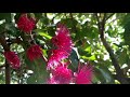 Aloha Mountain Apple Tree A little Song