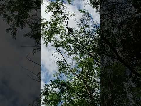 Esse e o Urubu ave típica do noroeste do Paraná