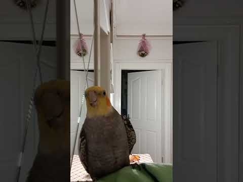 paşa dadaş sultan papağan ı TEKBİR  ALLAHÜ EKBER YA ALLAH BİSMİLLAH ALLAHU EKBER