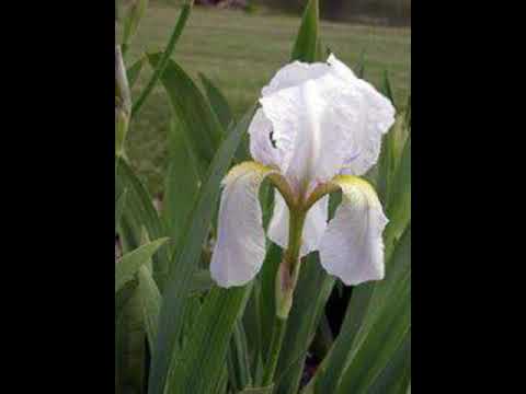 Сношти те Маре мори сонував - народна песна