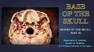 Bones of the Skull Part 2 | Base of the Skull