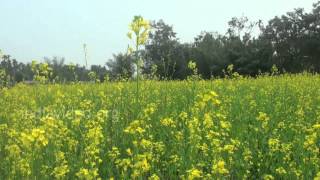 Mustard Field in Rajambil Village