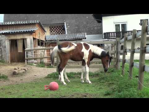 Heartbreaker & Jesse März Paddock