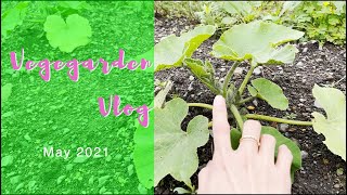 【落花生播種、南瓜の整枝など】家庭菜園Vlog 2021年5月