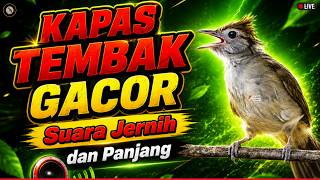 Download lagu MELATIH MENTAL JUARA‼️Kapas Tembak Memanggil Lawan Untuk Memancing Katem Macet Langsung Bunyi Gacor mp3